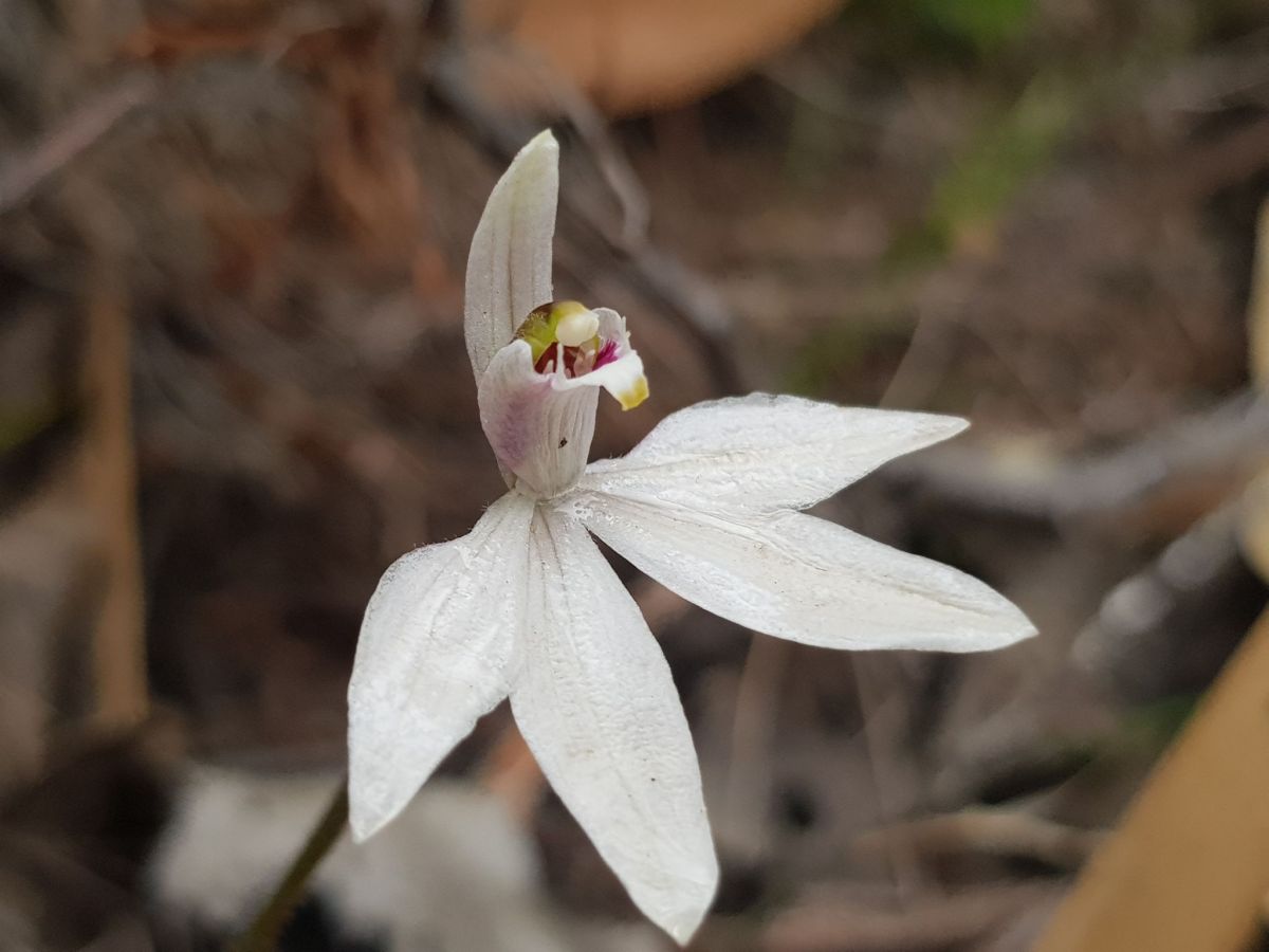 An image of the plant Angahook Pink Fingers (Caladenia maritima) by Tim Dredge.