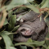 Sugar Glider in nesting box