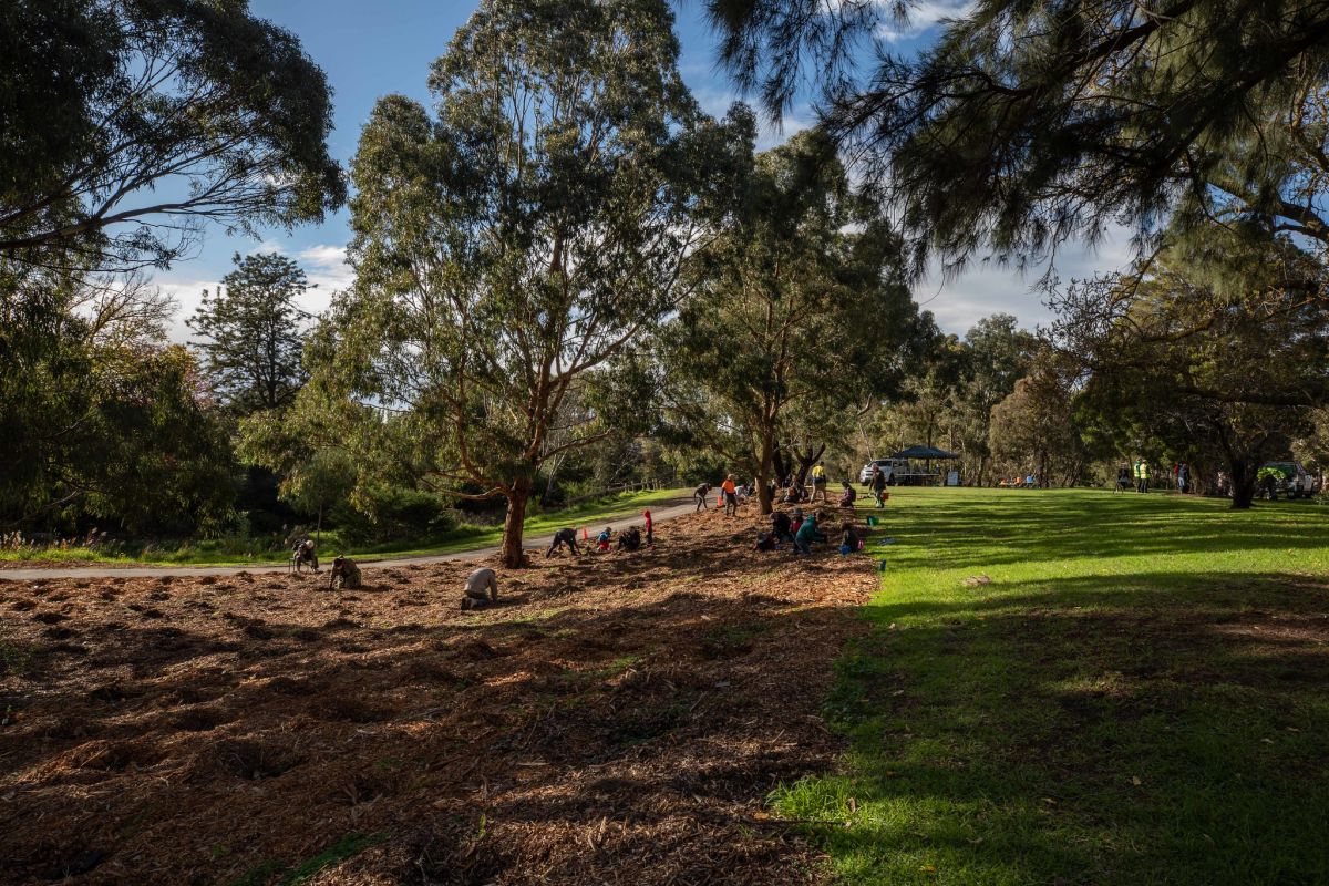 Community planting day at Moonee Ponds Creek, June 2022