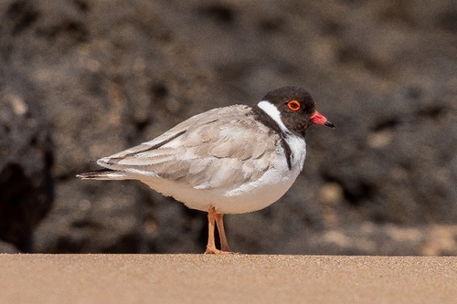 hooded plover standing on sand in front of rocks