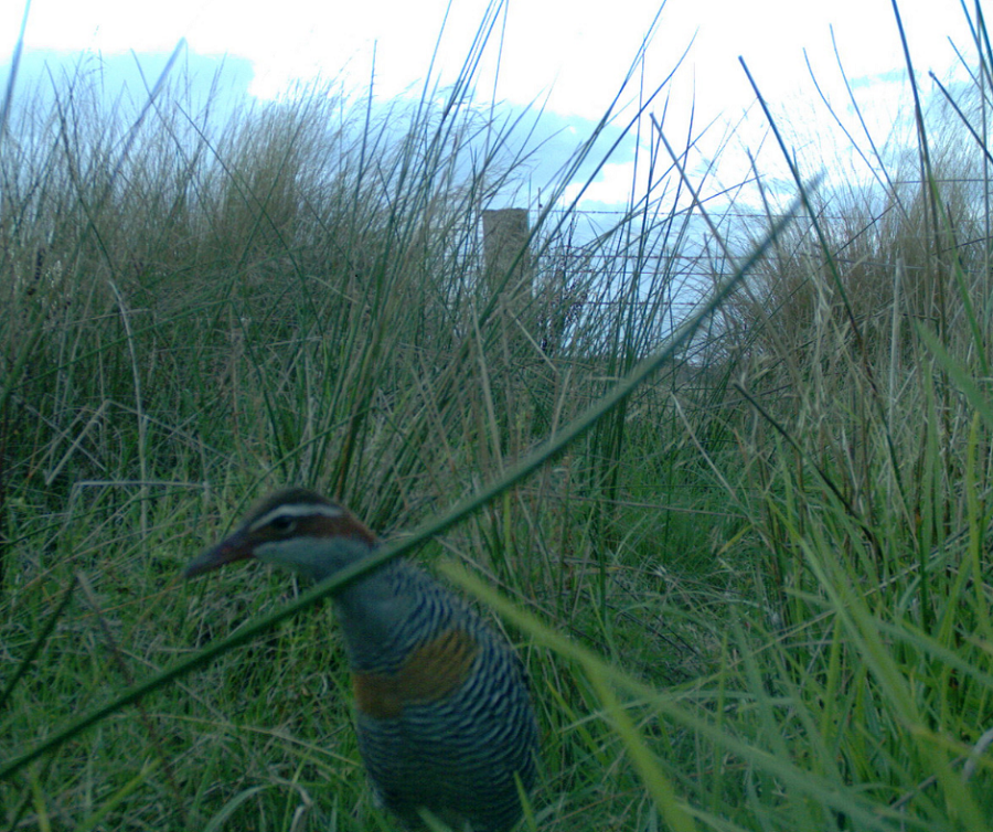 Buff-banded Rail at the Rowbottom's Land for Wildlife Property