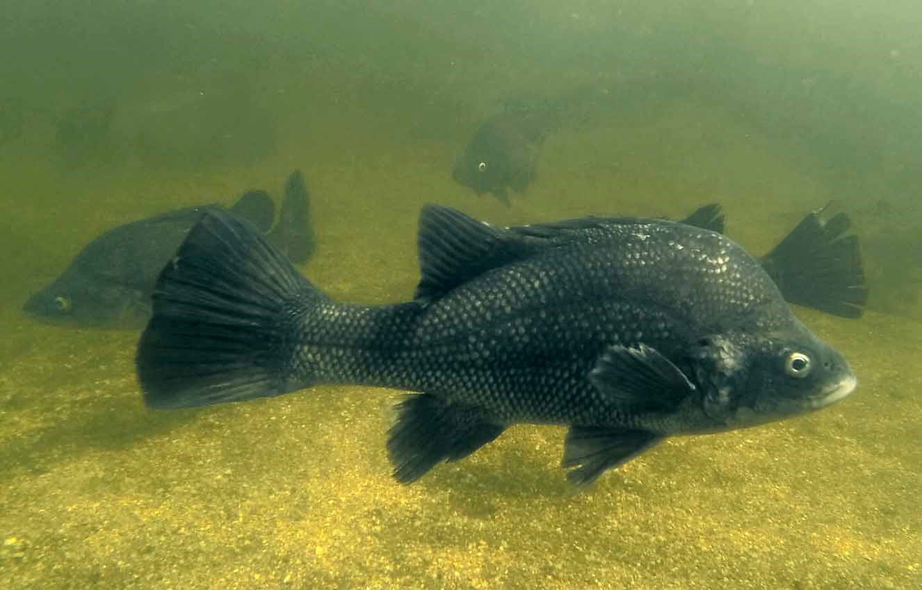 Macquarie perch Credit: Zeb Tonkin DELWP