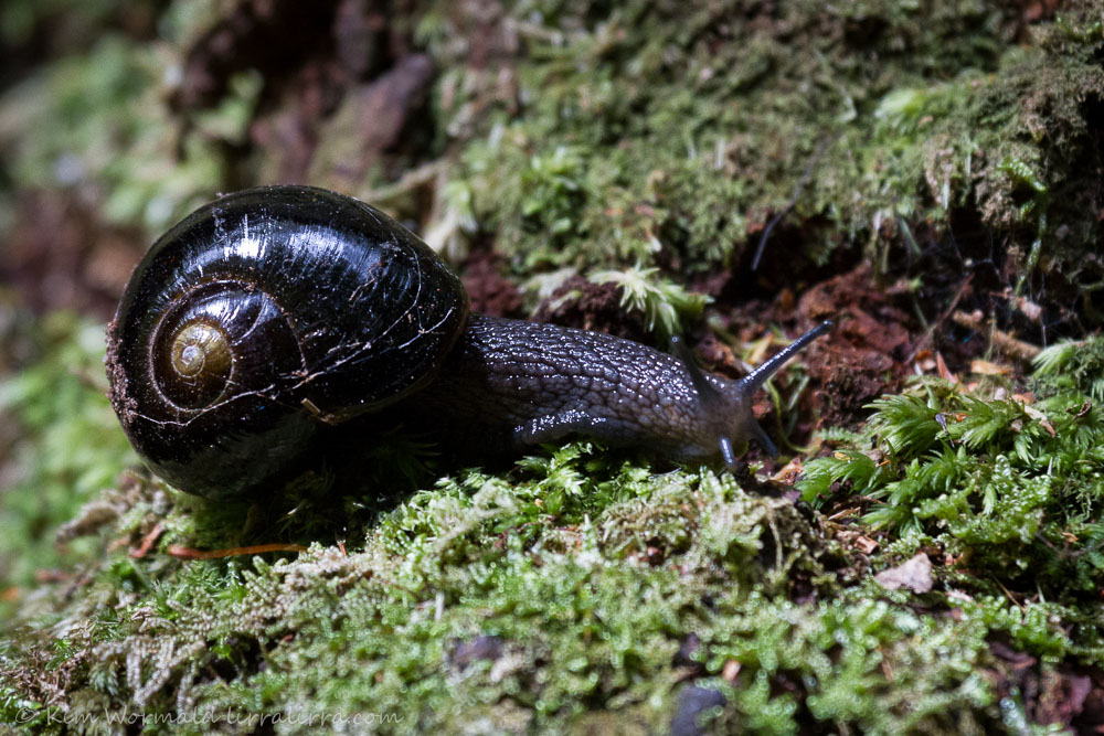 Otway black snail credit Kim Wormald
