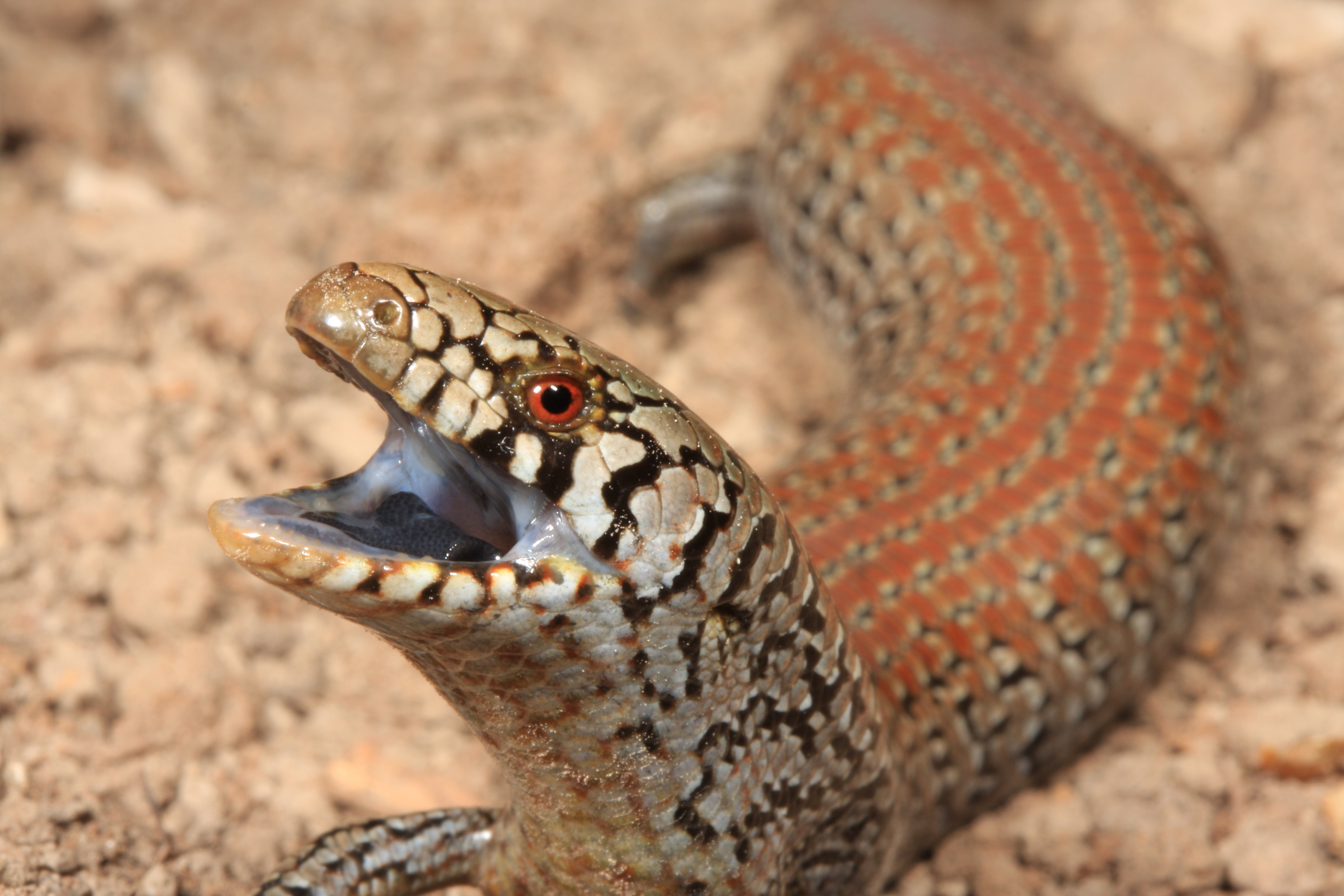 Cyclodomorphus praealtus credit Nick Clemann