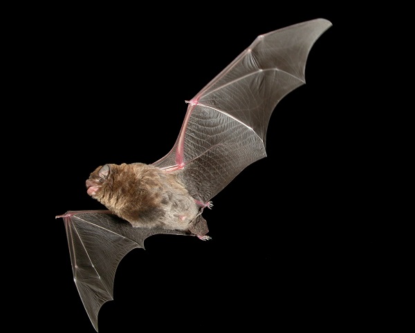 Bentwing Bat