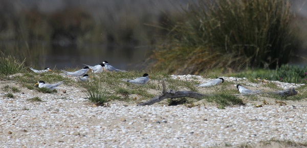 Fairy Tern_nesting