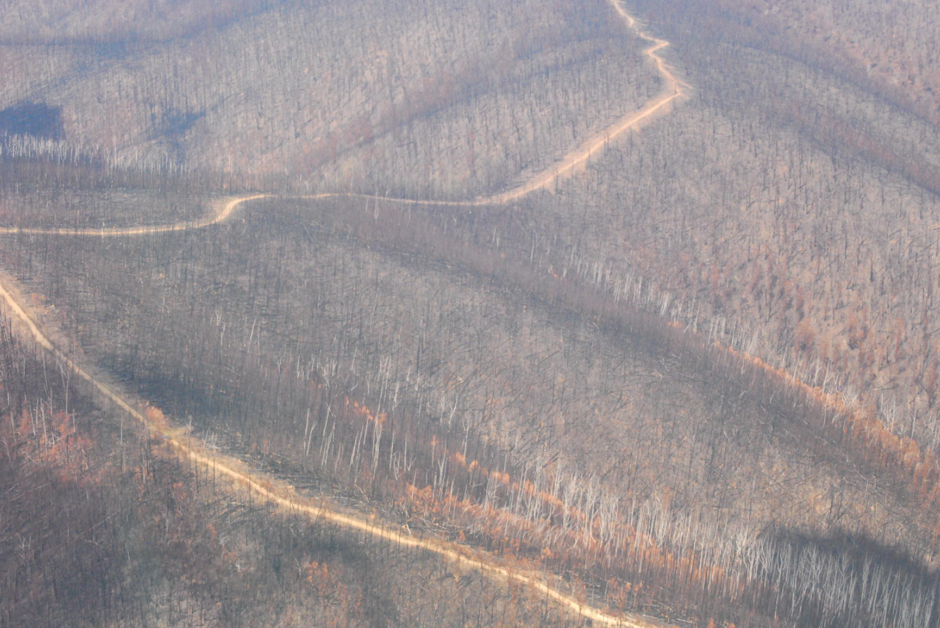 Aerial view of burnt and bare trees and bush after a bushfire