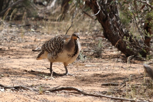 Individual Malleefowl in the wild
