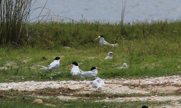 Fairy Tern_chicks