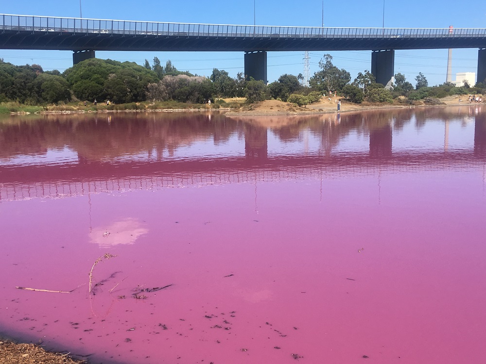 The Pink Lake at Westgate Par