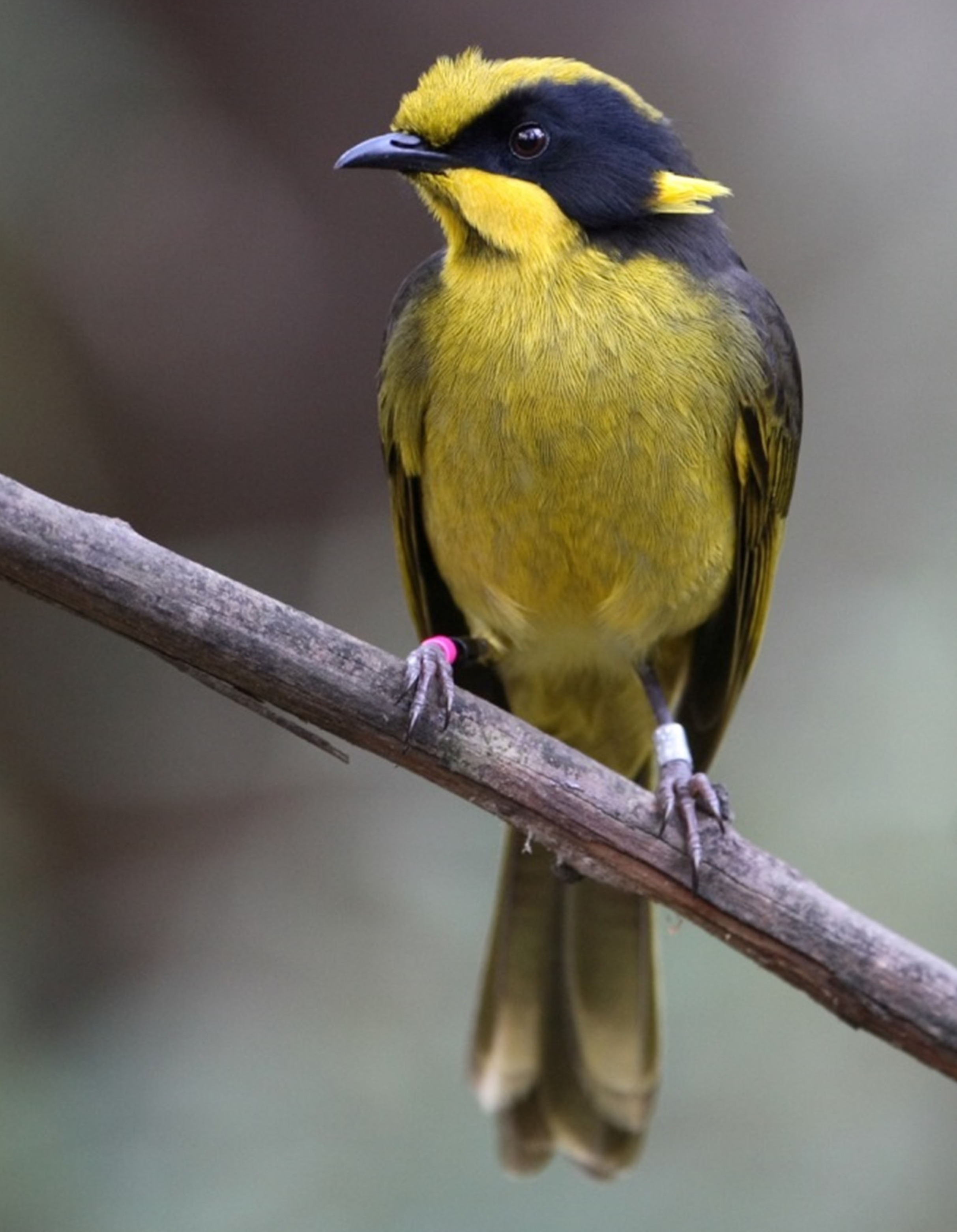 Helmeted honeyeater credit Peter Menkhorst