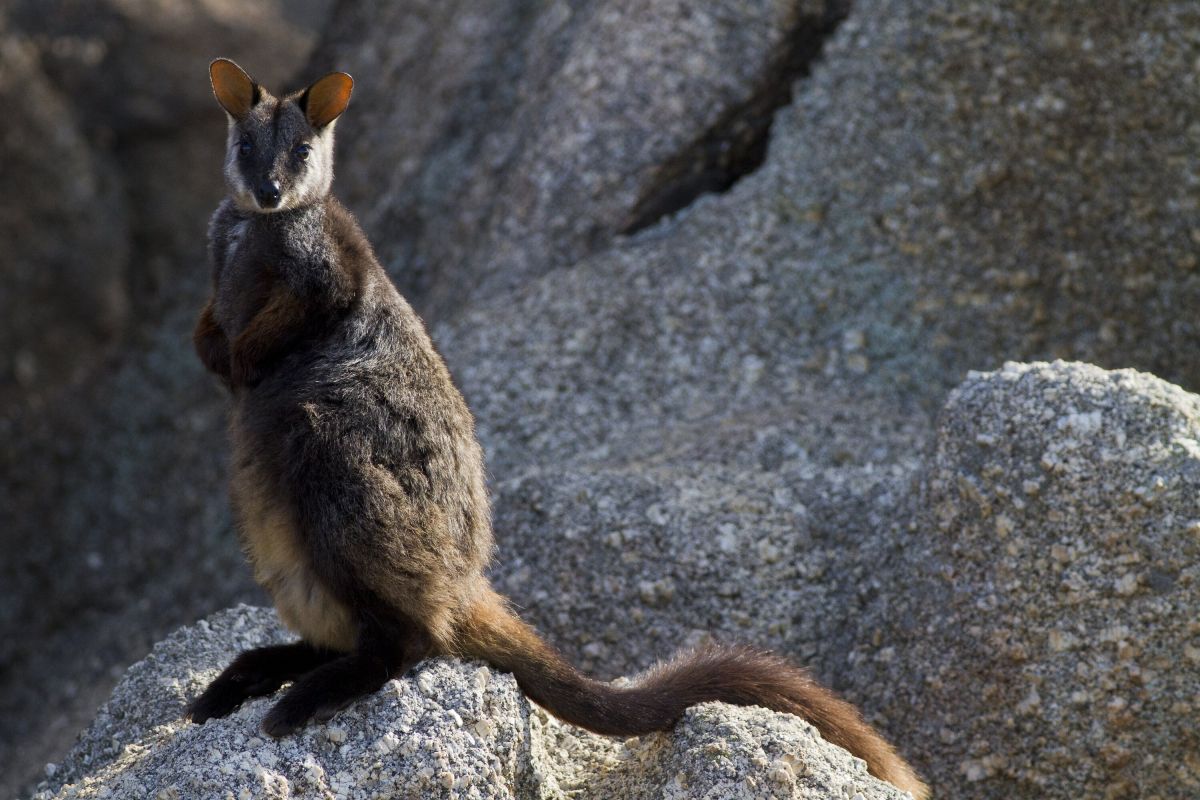 An image of a Brush-tailed Rock-wallaby in Victoria by Heath Warwick, Museums Victoria.