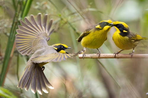 3 helmeted honeyeaters