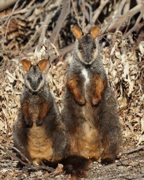 Brush-tailed Rock Wallaby