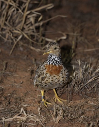 Plains-wanderer