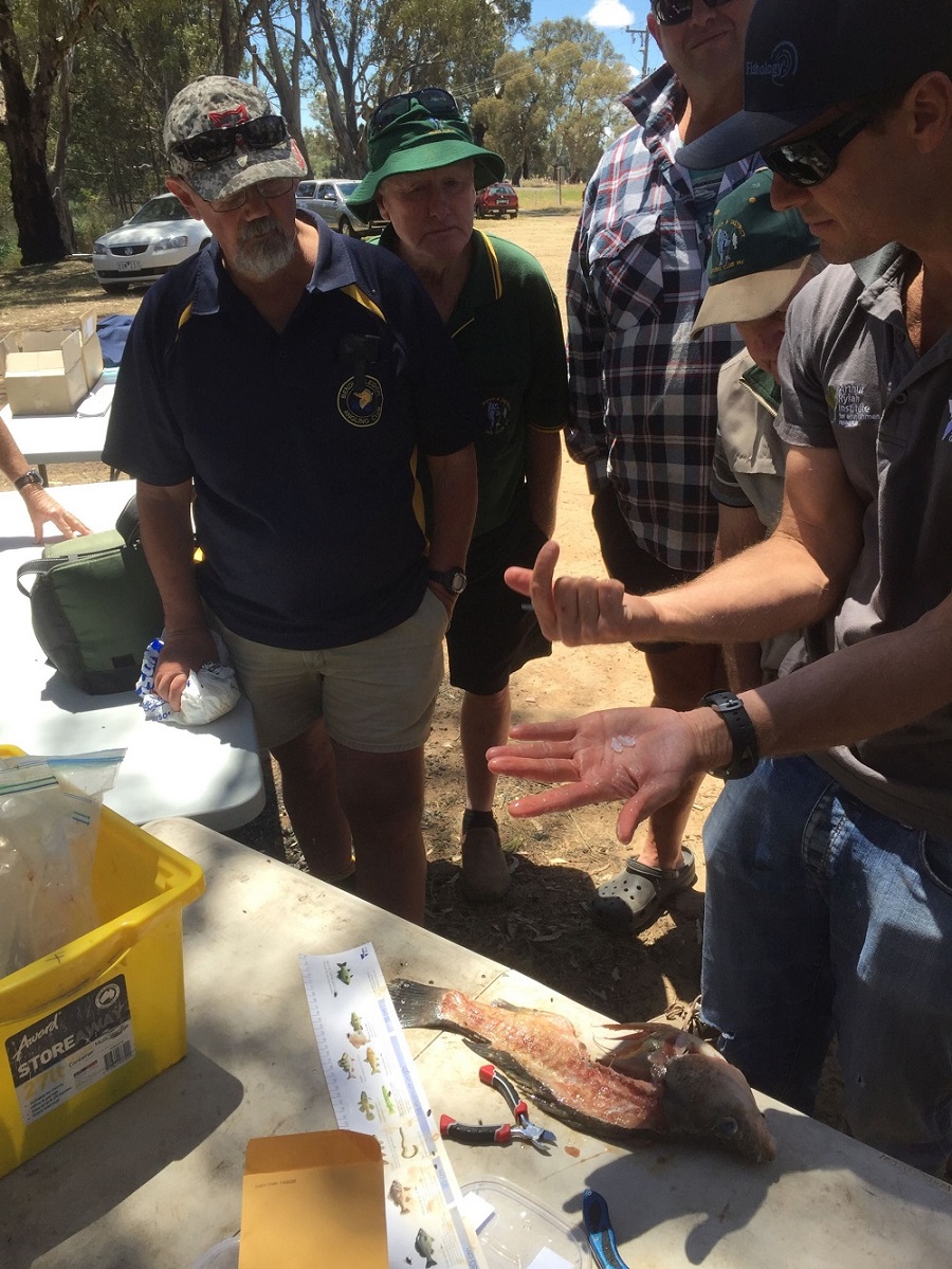 Zeb Tonkin, ARI Scientist, shows angler scientists how to extract a Golden Perch earbone