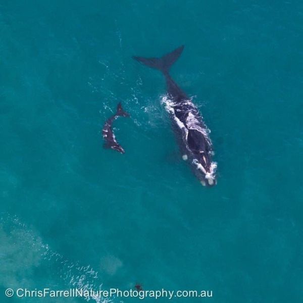 Southern Right Whales - Victoria 