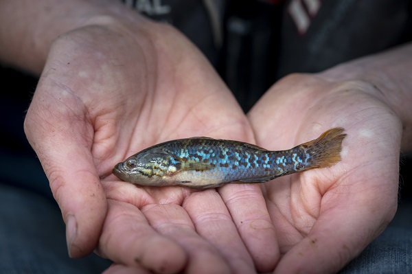 Southern Purple Spotted Gudgeon