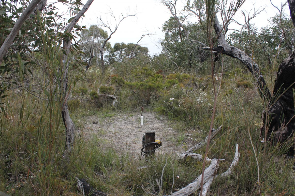 An image of a camera trap set up to monitor for biodiversity in the Otways National Park by Otway Eden.