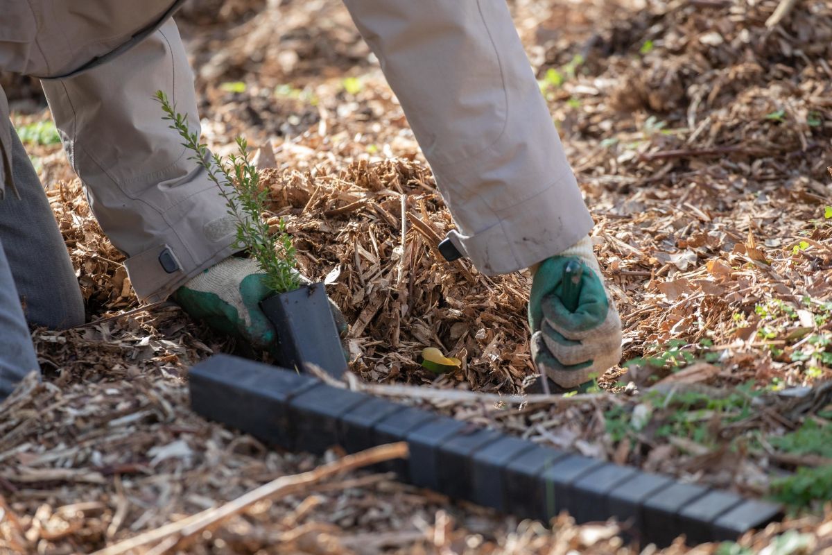 Community planting day at Moonee Ponds Creek, June 2022