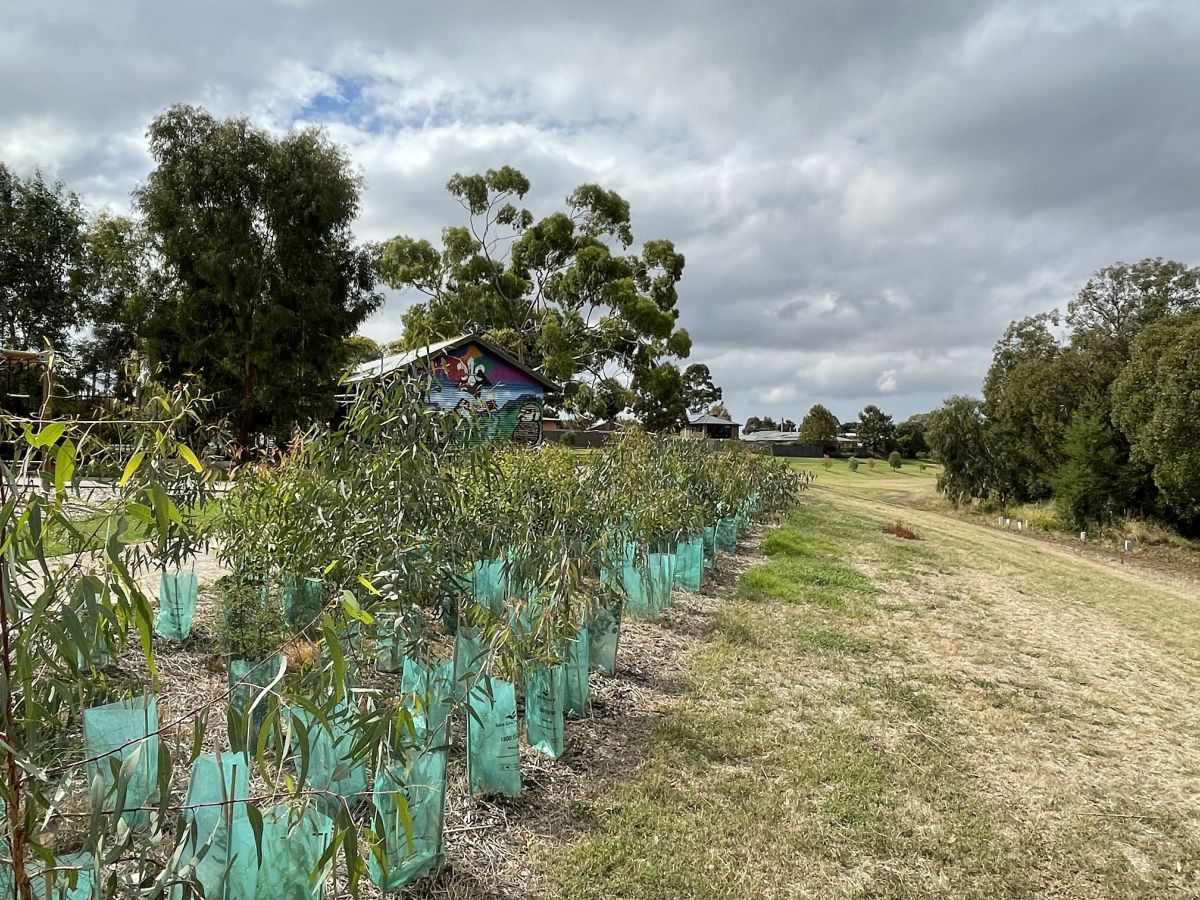 Progress of tubestock planted during Phase 2, Wyndham, April 2023