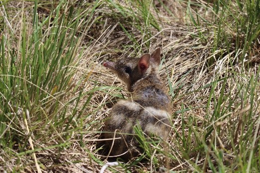 Eastern Barred Bandicoot