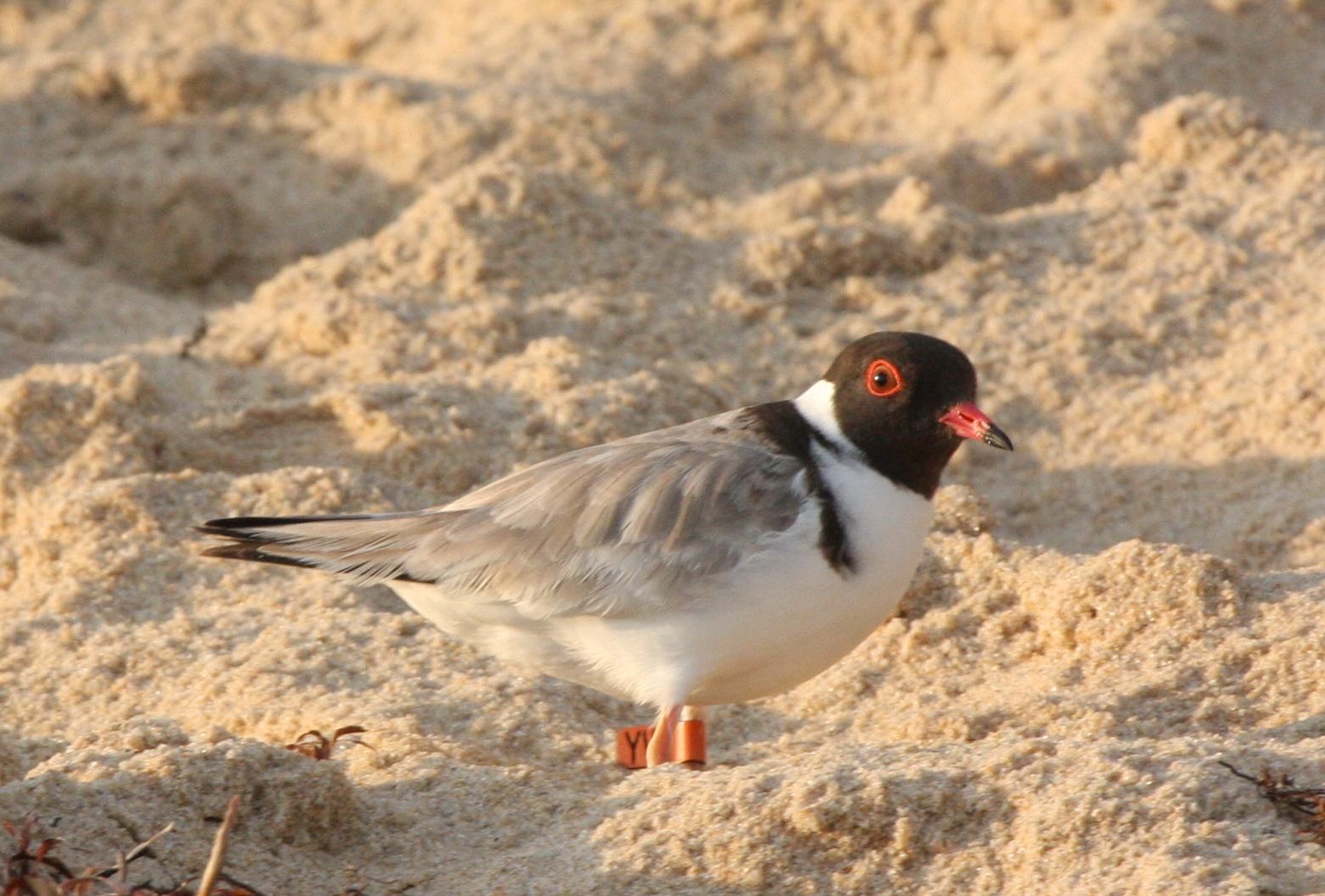 Hooded Plover. Credit Grainne Maguire