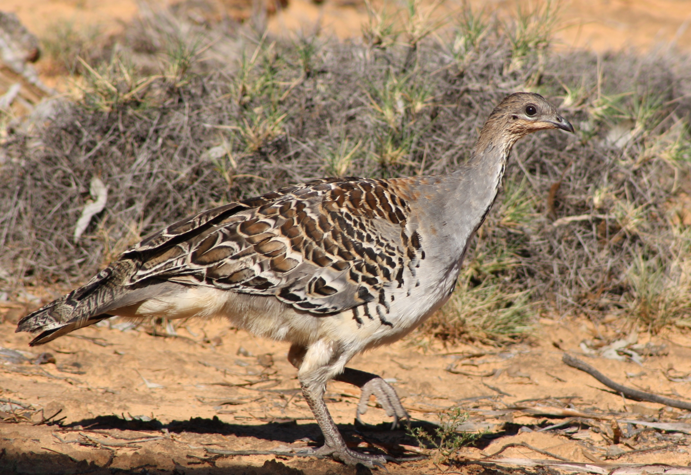 Malleefowl