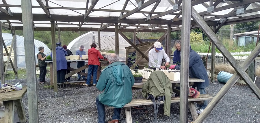 Volunteers Propagating plants