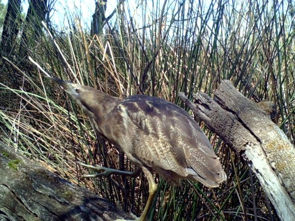 Australasian Bittern