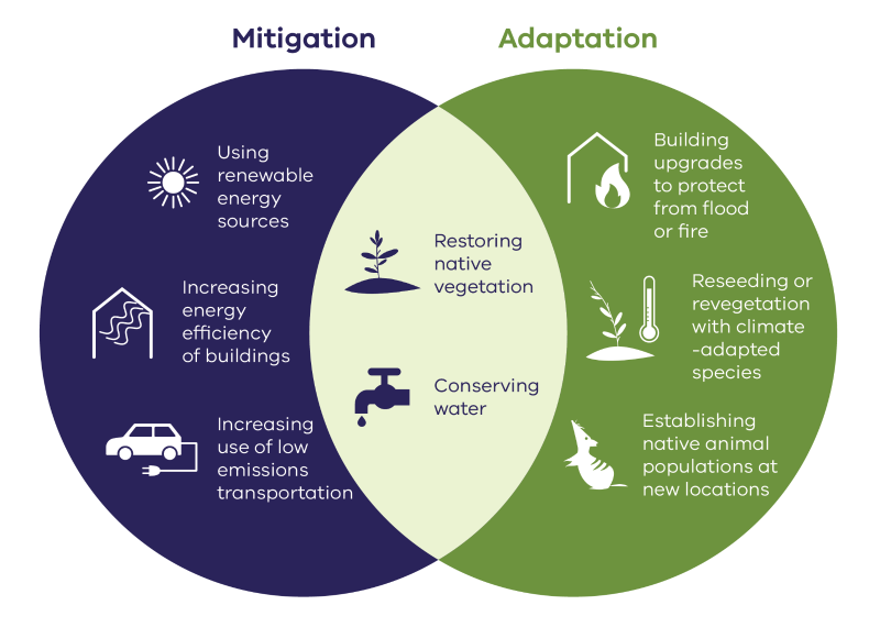 A venn diagram showing Mitigation and Adaption. The Mitigation side shows: Using renewal energy sources; Increasing energy efficiency of buildings; Increasing use of low emmissions transportation. The Adaption side shows: building upgrades to protect from flood or fire; Reseeding or revegetation with climate-adapted species; Estabilishing native animal populations at new locations. The middle shows: Restoring native vegetation; Conserving water.