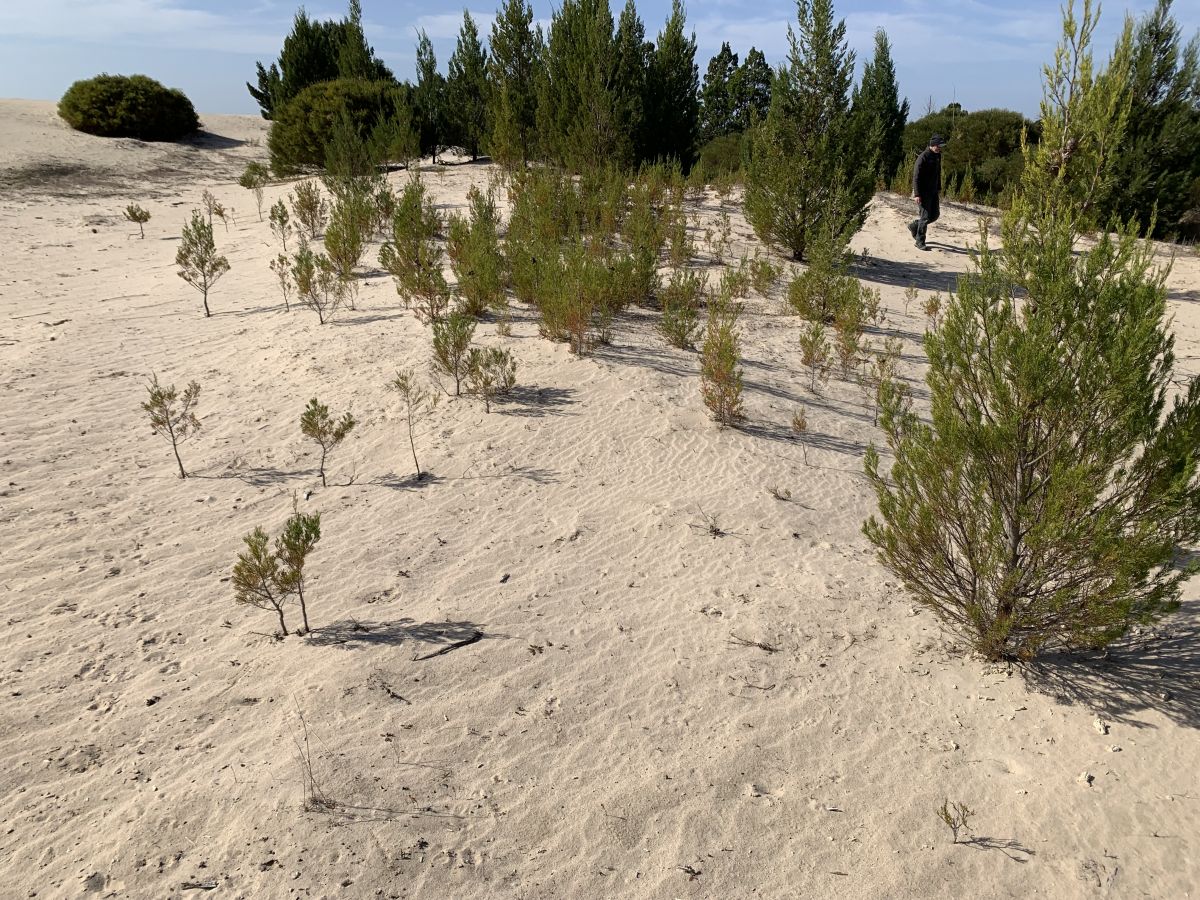An image of pines regrowing in a sandy environment