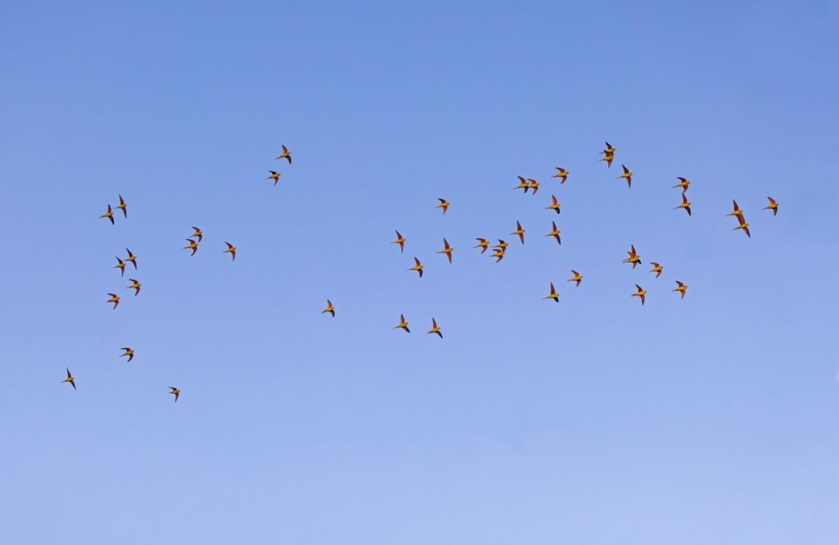 Swift Parrots in flight