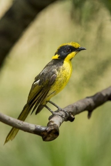 Helmeted Honeyeater