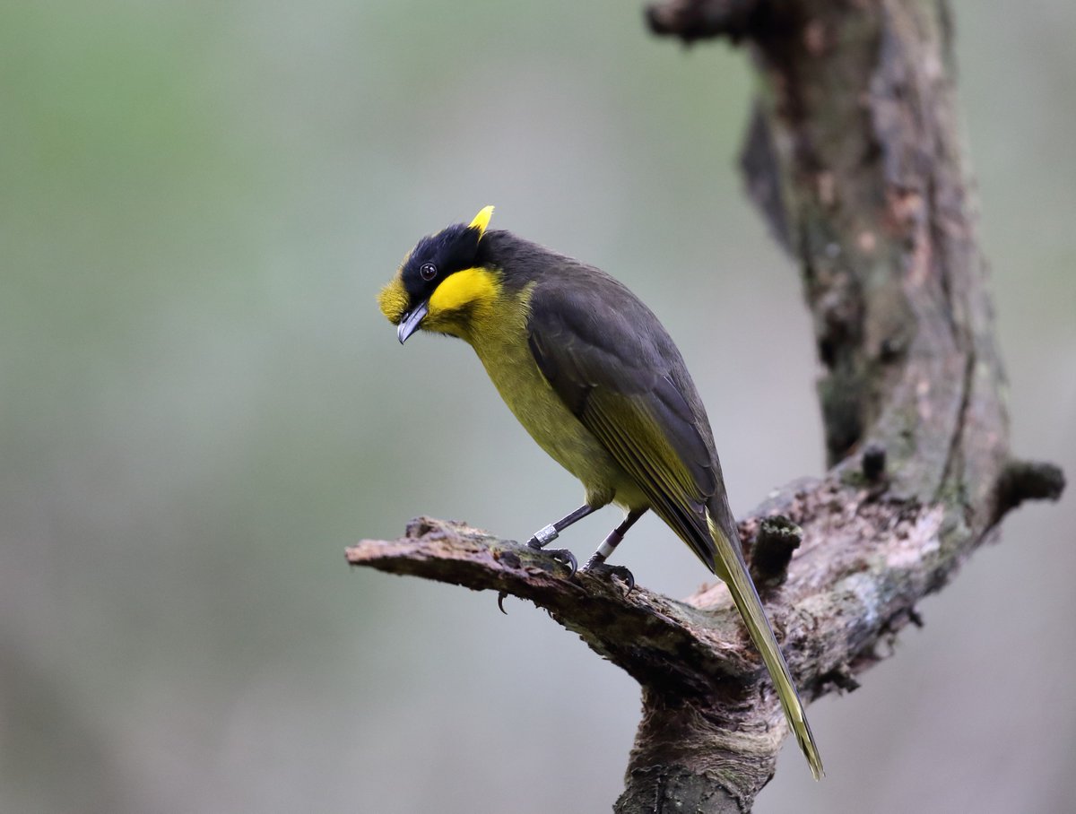 Helmeted Honeyeater - credit Andrew Silcocks