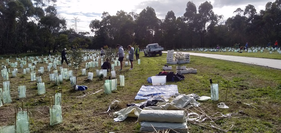 Volunteers planting trees