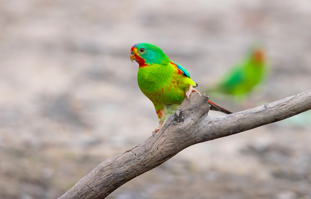 Swift Parrot close up on branch