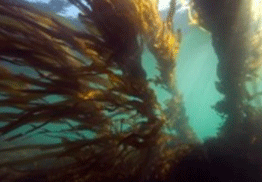 A kelp forest before the migration of the black-spined sea urchins.