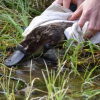 Platypus being held