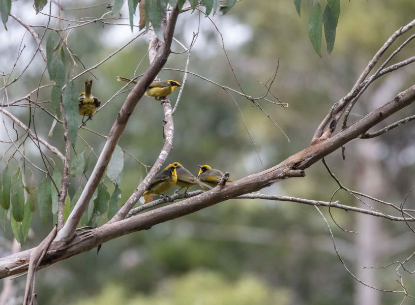 helmeted honeyeaters on a branch