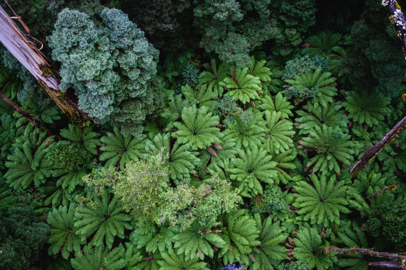 Looking down at lush green ferns in beautiful rainforest in Australia