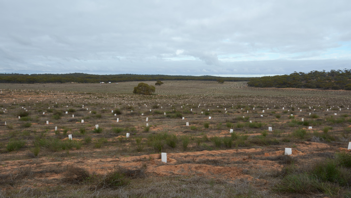 Landscape depicting seedling planting