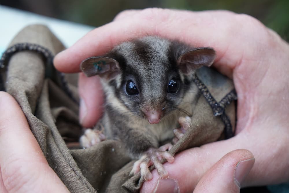 Lowland Leadbeater's Possum