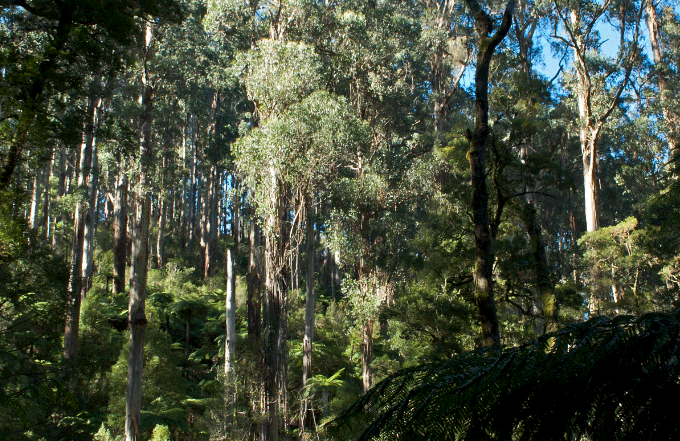 A eucalypt forest