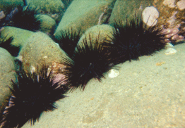 Some black-spined sea urchins among some rocks.