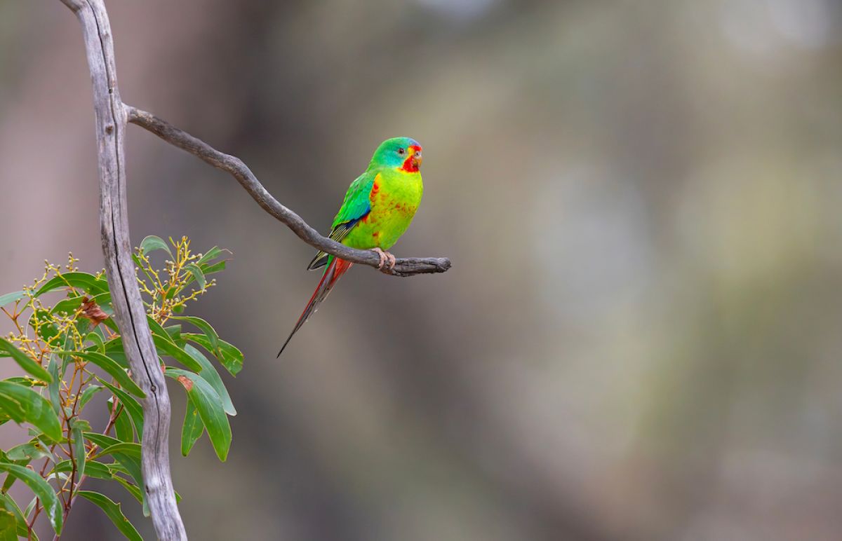 Swift Parrot on branch