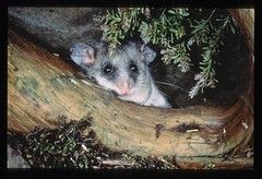 Mountain Pygmy Possum. Credit: DELWP (Fredy Mercay)