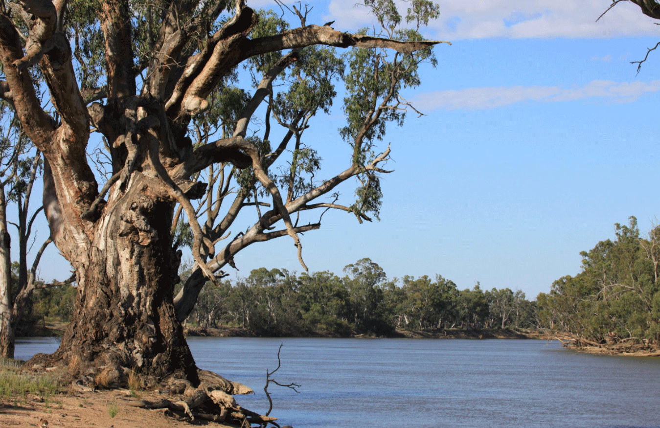 A large gnarled river red gum by a river