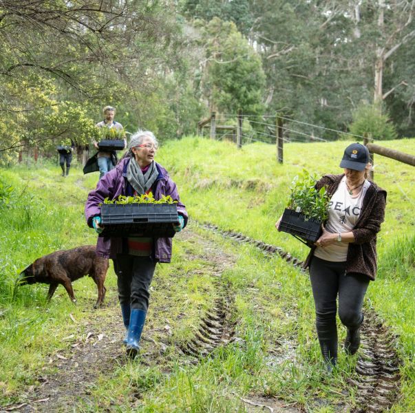 People talking along a track carrying plants to put into the ground