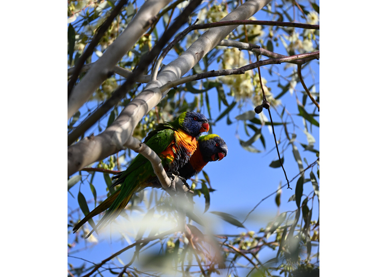 2 rainbow lorikeets nestled amount eucalyptus branches.